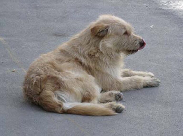 A Stray Dog’s Prayer