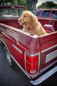 dog in truck