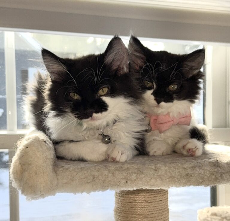 Adoption Story: Muffin and Nala