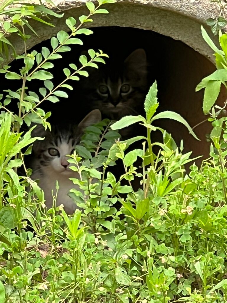 TNR Rutherford County