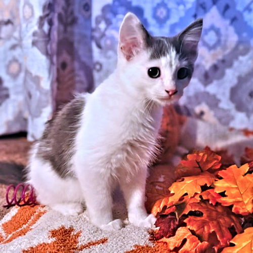 Patrick – Rutherford County Humane Society, Inc