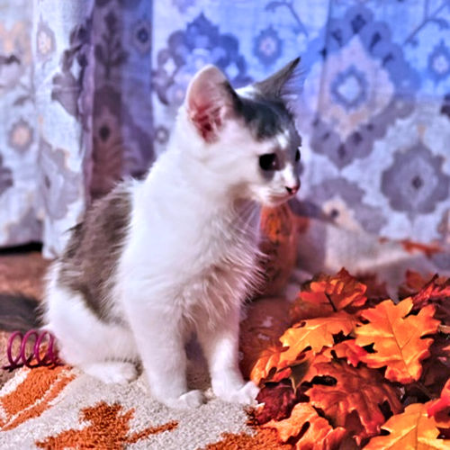 Patrick – Rutherford County Humane Society, Inc