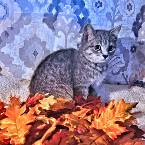 Penny – Rutherford County Humane Society, Inc