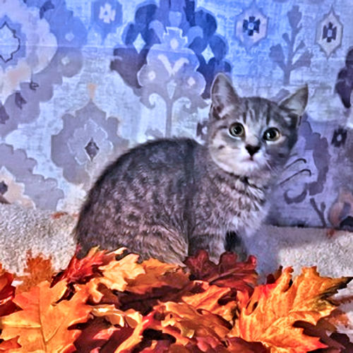 Penny – Rutherford County Humane Society, Inc