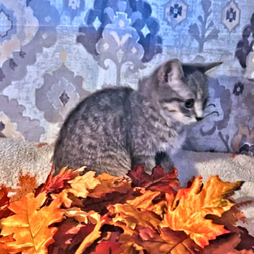 Penny – Rutherford County Humane Society, Inc